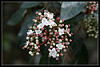 Candy white A photo on Flickr